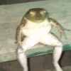 grzmfn