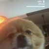 or_levi28