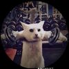 enot_spiffo