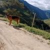 yancarlos.ortis