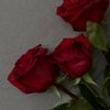 raisa_r34