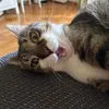 rikoleon