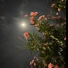 mary_vewr12