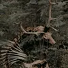 foresthunter00