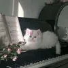 miral.mustafa4