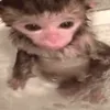 vkyttyvv