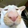 ngabz_owwi