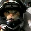 _anastasia.and.cats_