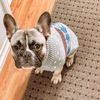 Jip Jip The Talking Frenchie