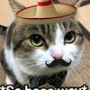 lither_cat