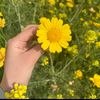 ghina_alhaj__