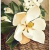 thevintagemagnolia