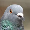 pigeon6122