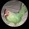 maqta3albintili