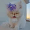 xaappa