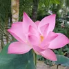 nguyen.kha.it