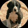 bully...kutta