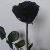 hajrun.jamil