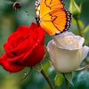 nill.akash90099