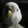 niluferr_1
