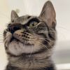 hello_felo