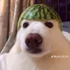 scubusnack