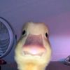 idz_ror