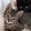 catwomanblue