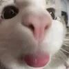 pvt3lla