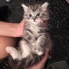 purrfectpaws000