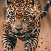 the_leader77_