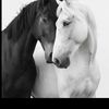 user92077012187517