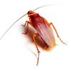 cockroach01893