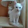 divinelightcat6