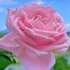 eleen3864