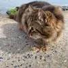 neseuzmz