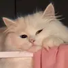 9l8d