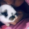 dayannal2