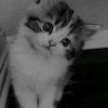 user1844918046009