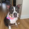 mia_the_bully