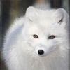 foxyyt9705