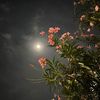 aisha1.92