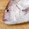 the_fish_cant_breath