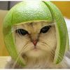 tom.meow111