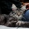 kucing.malang1