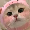 qnha_cute