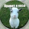 hi_im_a_goat14