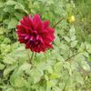 inci.baliyeva