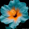 abrar.abrargin3