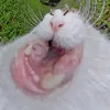 sanchoske